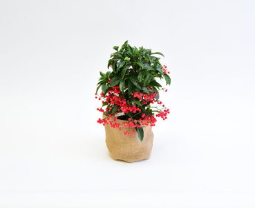 עציצים זולים