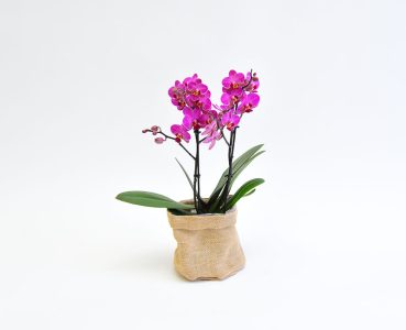 עציצים מלאכותיים