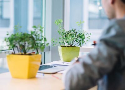 עציצים לבית