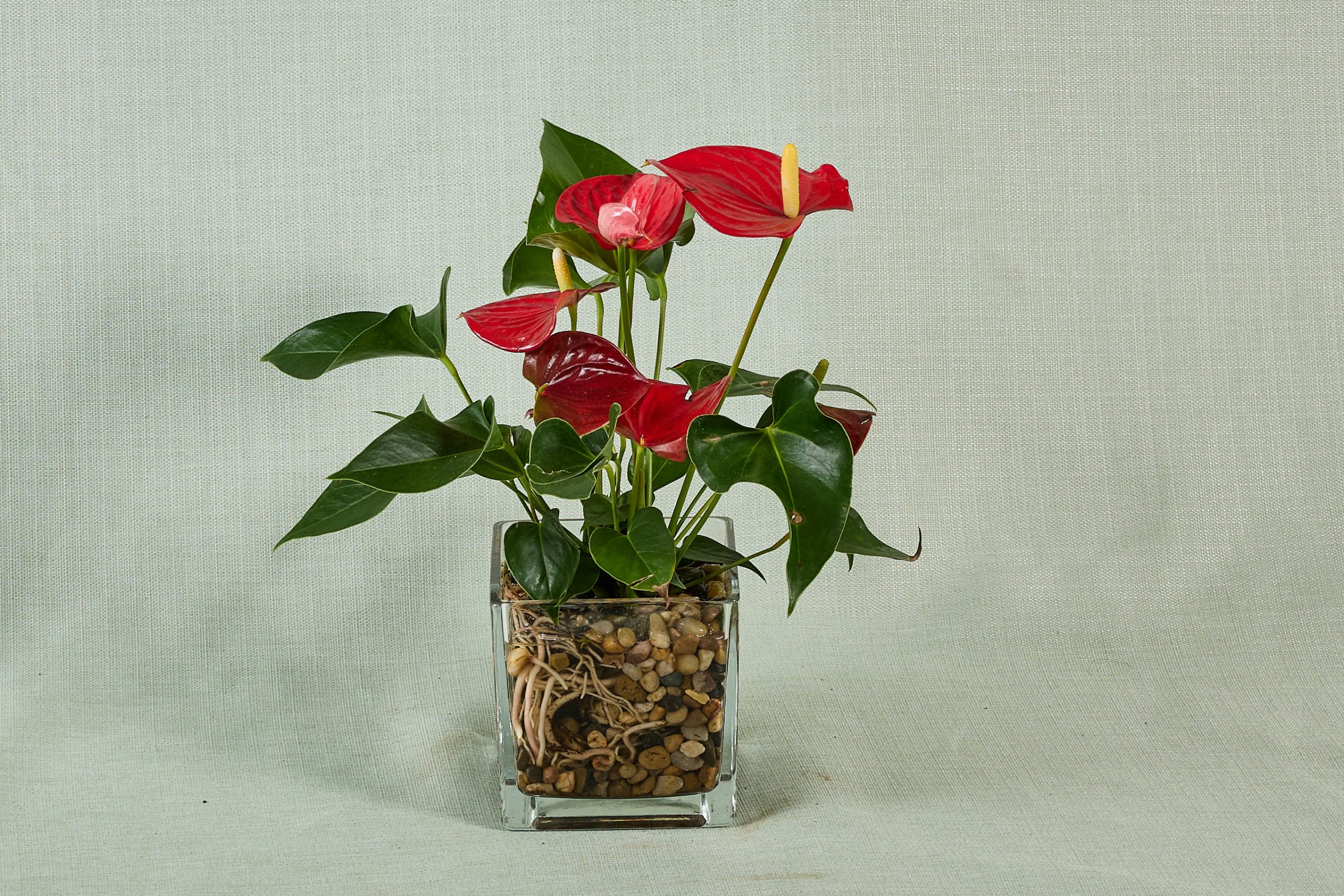 אנטוריום בכלי זכוכית