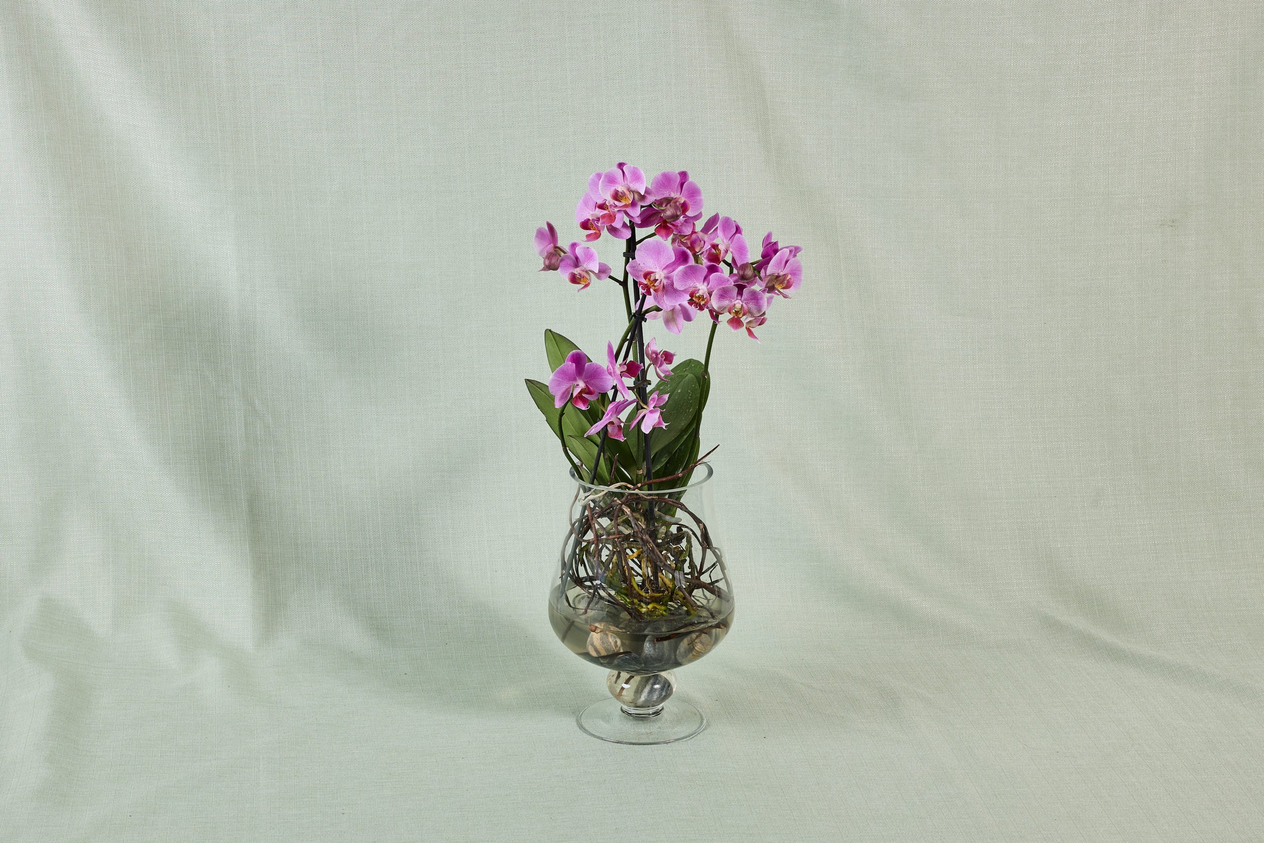 סחלב בזכוכית