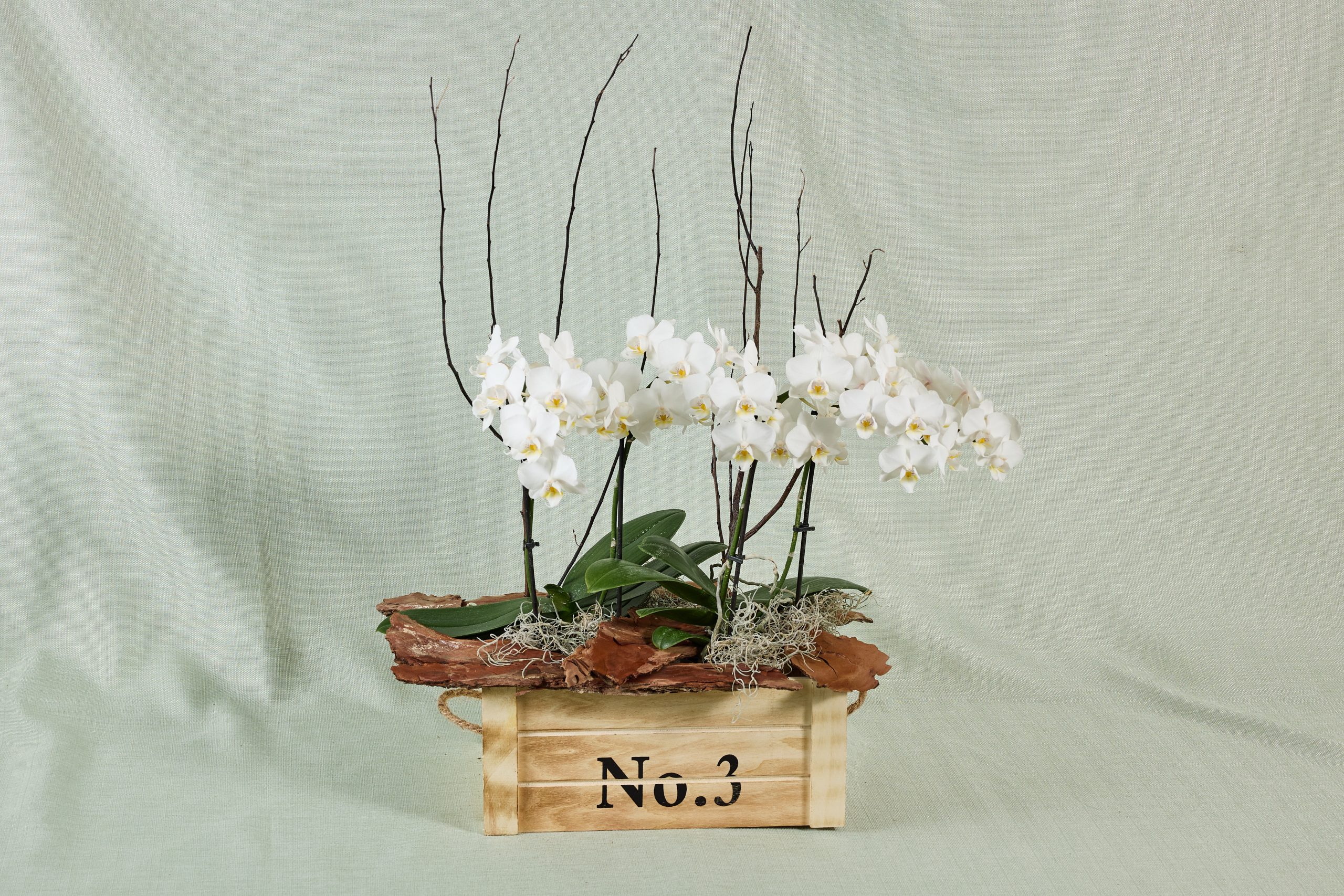 סחלבים ברגז עץ