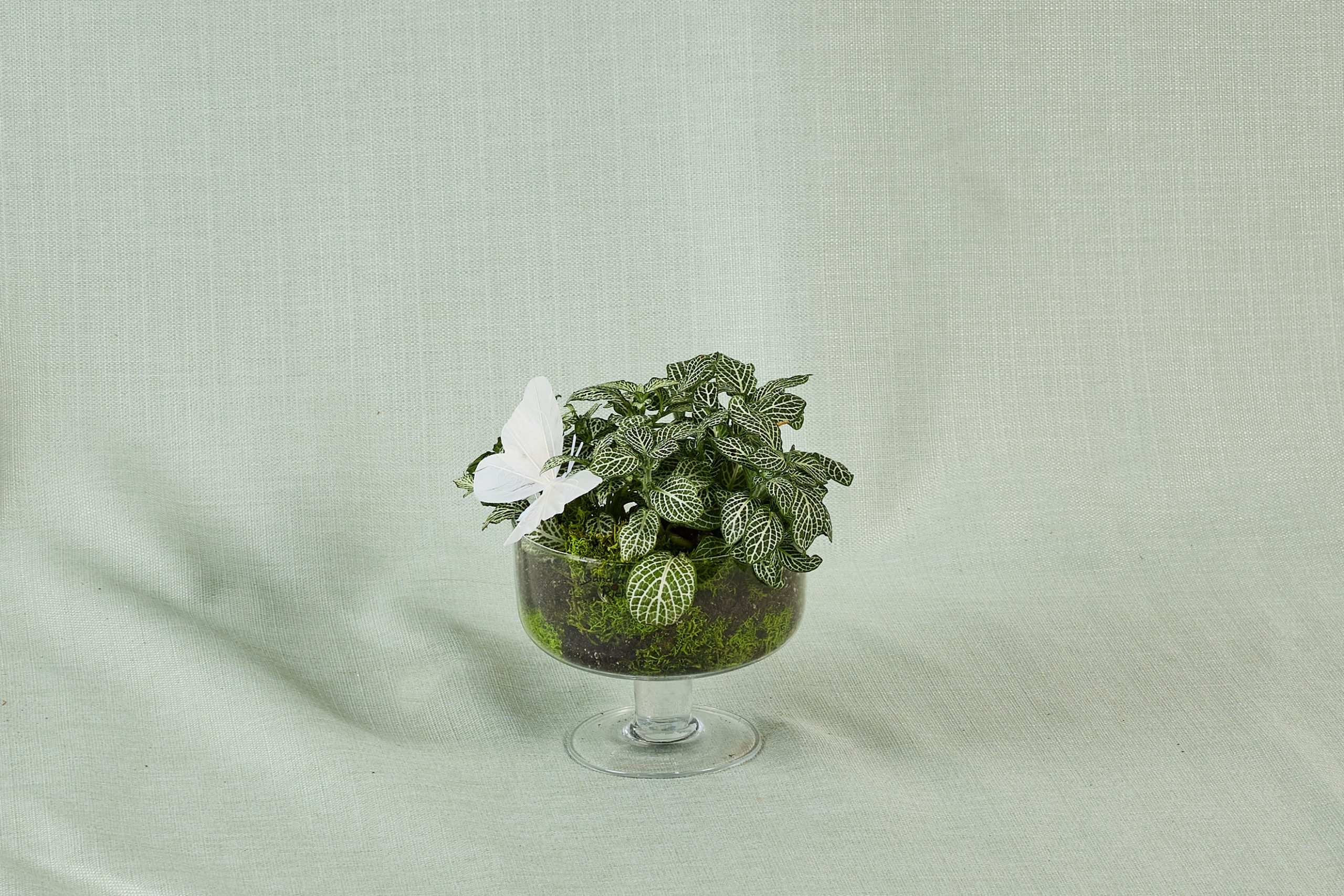 צמחים בכלי זכוכית פרפר