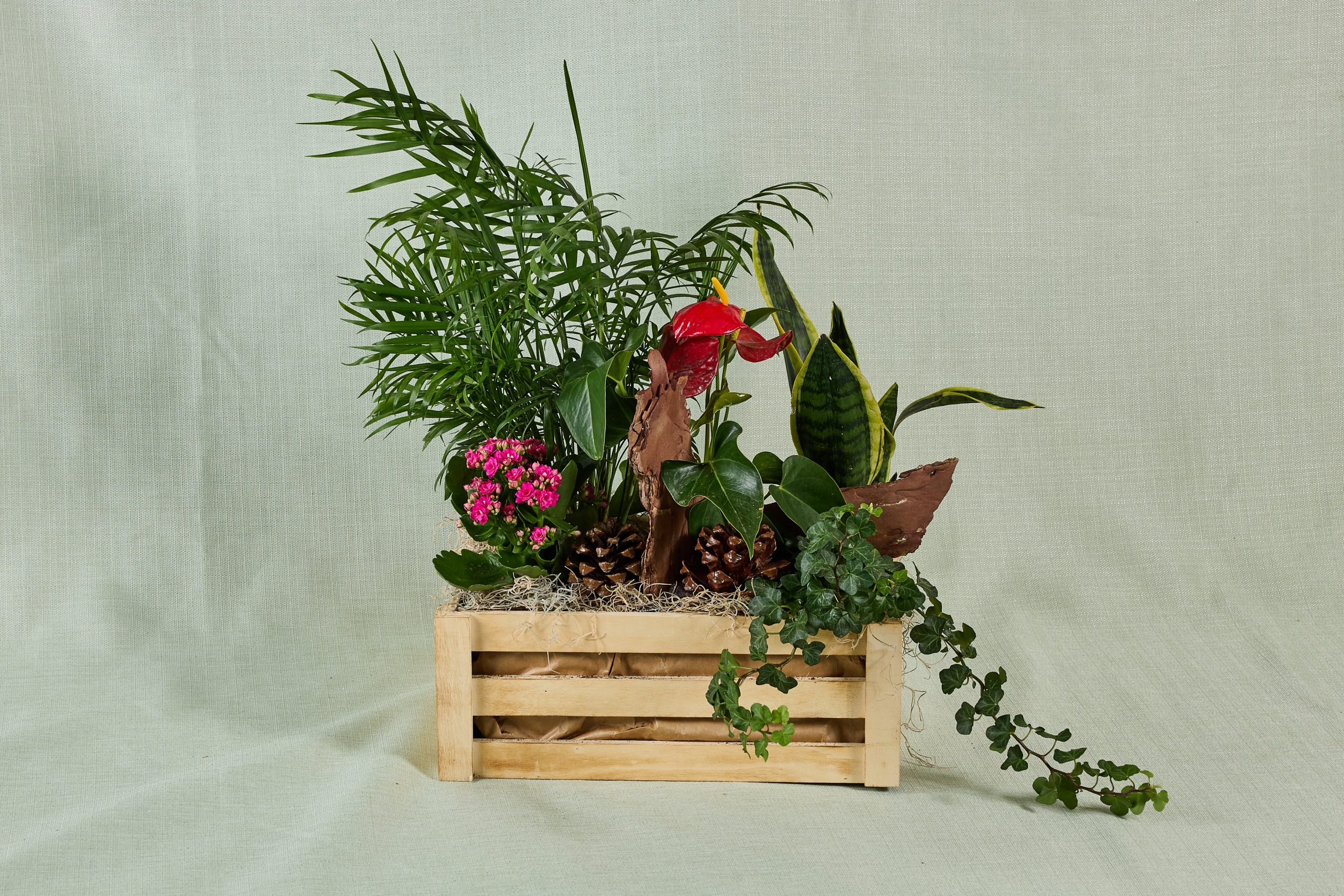 קוקטייל צמחים גדול