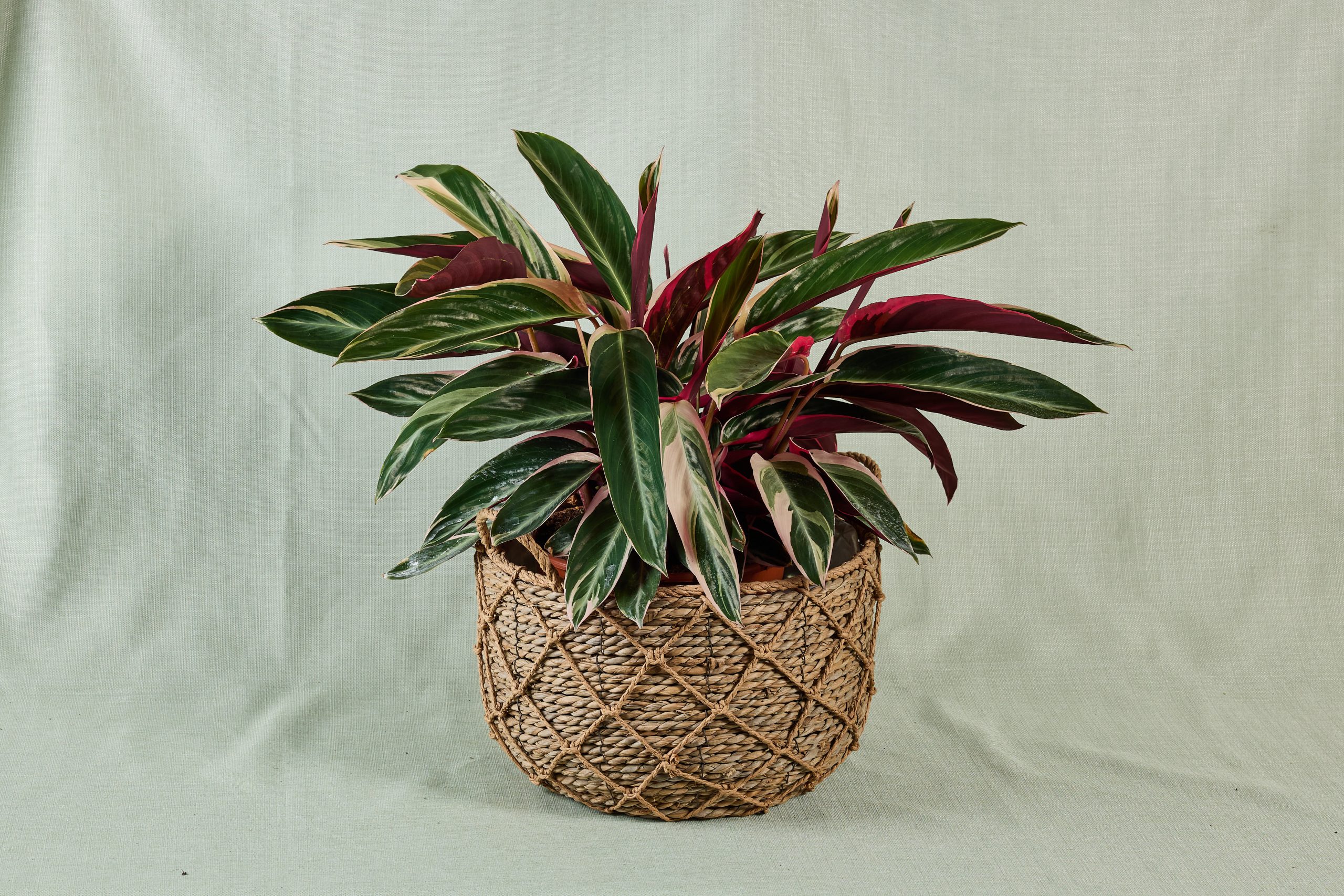 קלטאה מגוונת